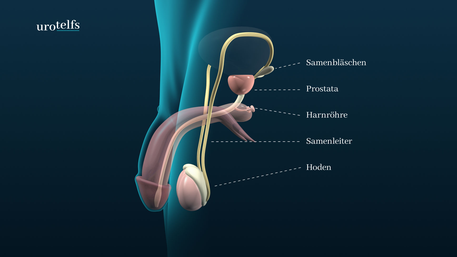 Anatomie